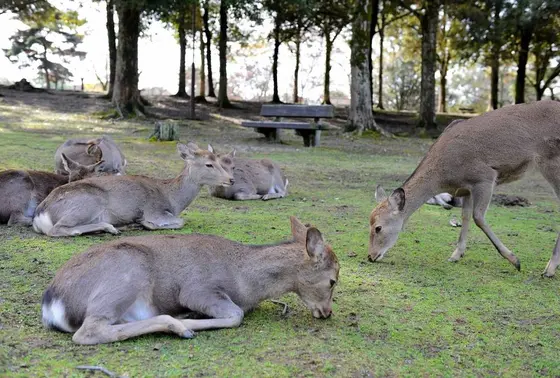 鹿と梅のコラボ
