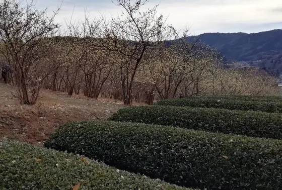 茶畑も広がる山里