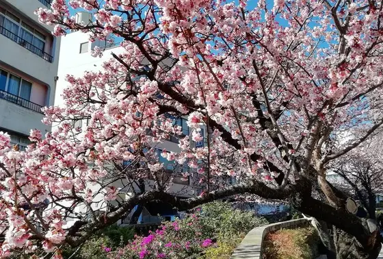 糸川遊歩道沿いがオススメ