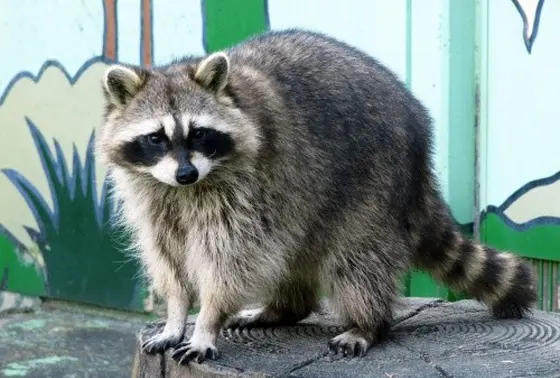 動物園まである