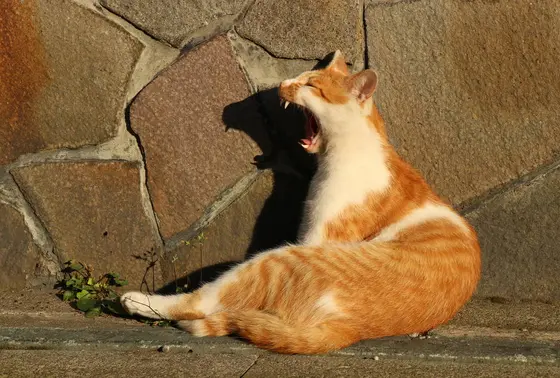 三崎商店街のねこ