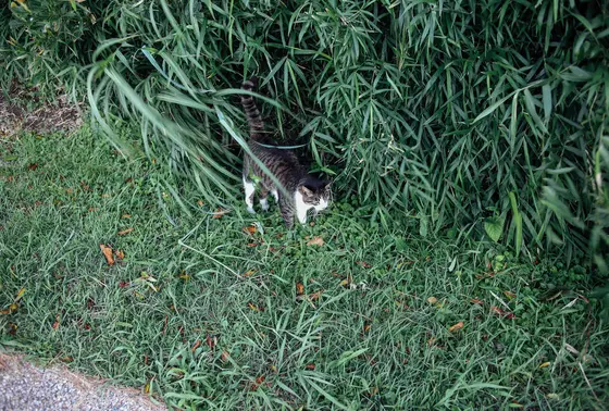 公園内を自由に
