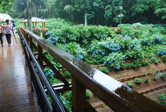 お堀の斜面に咲くアジサイ