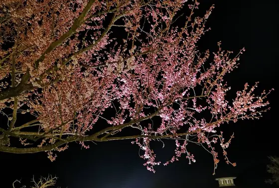 さくらの花🌸