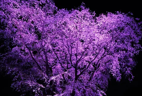 垂れ桜のライトアップ