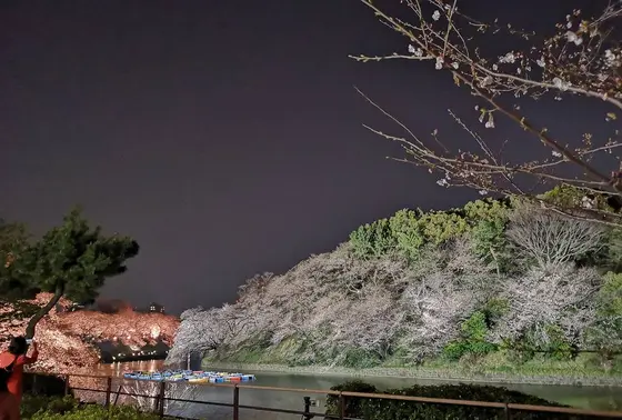 池と桜