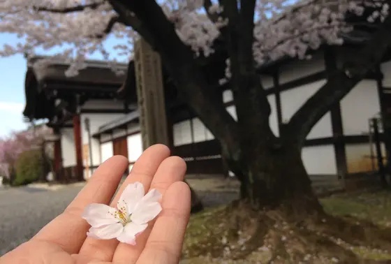 可愛い花びら～