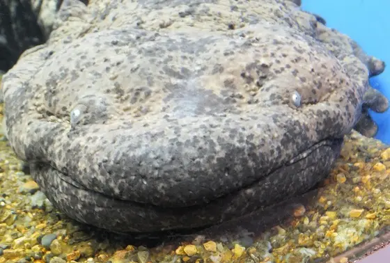 チュウゴクオオサンショウウオ