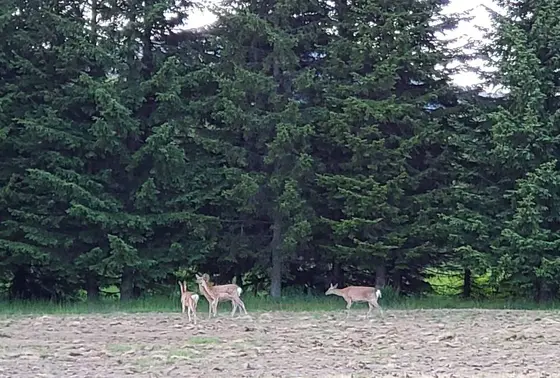 サファリカート