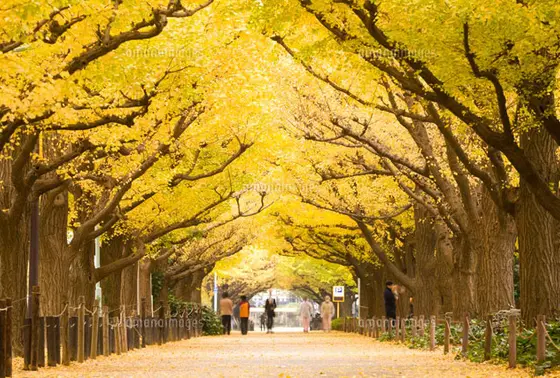 神宮外苑の並木道