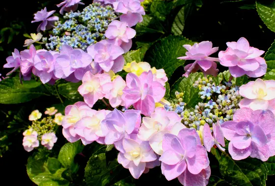あじさいの花びらに見える部分はじつは「ガク」であった！