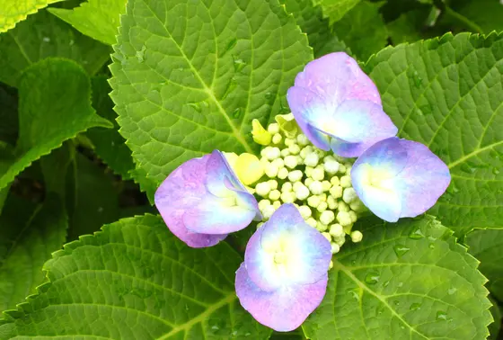 本当の花びらは中央のつぶつぶの部分なのです！！