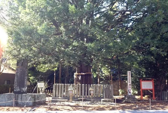 梛野大木