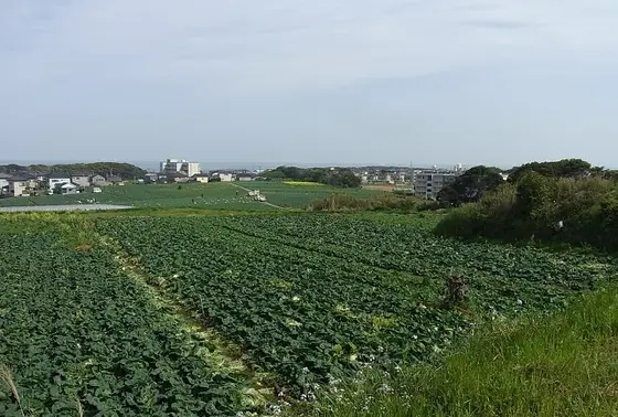 広大なキャベツ畑