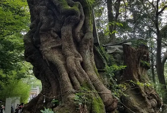 大楠