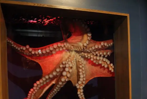 タコ水槽