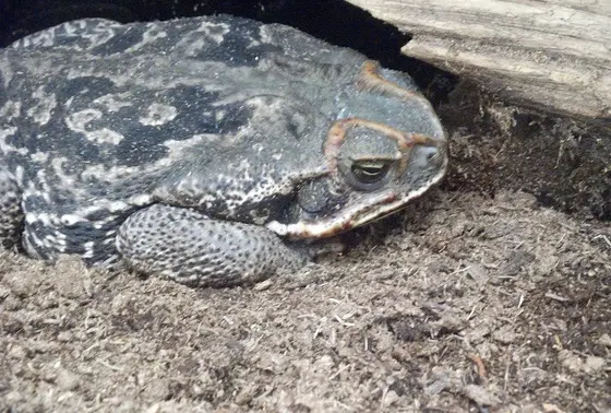 巨大ヒキガエル