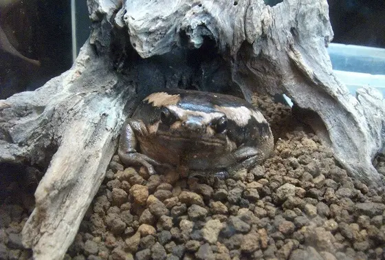 アジアジムグリガエル