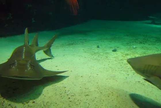 シノノメサカタザメ