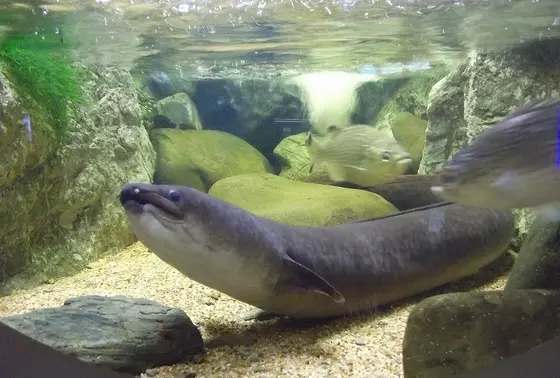 オオウナギ