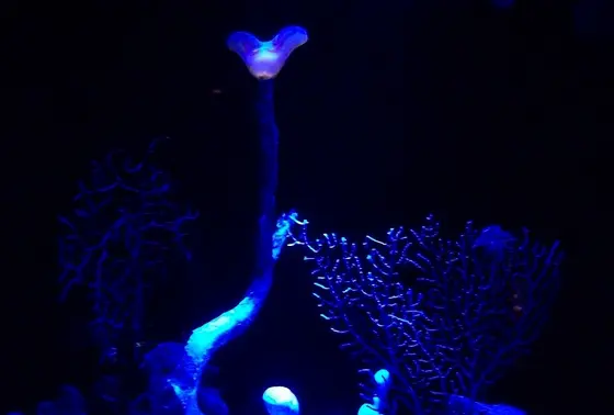 コトクラゲ