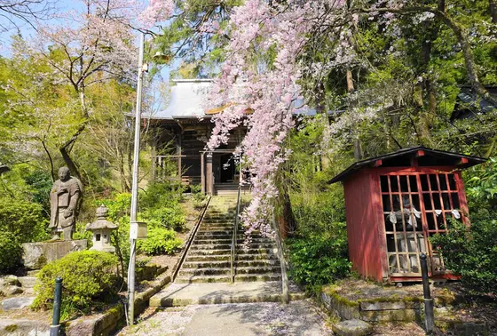 春は桜が咲きます