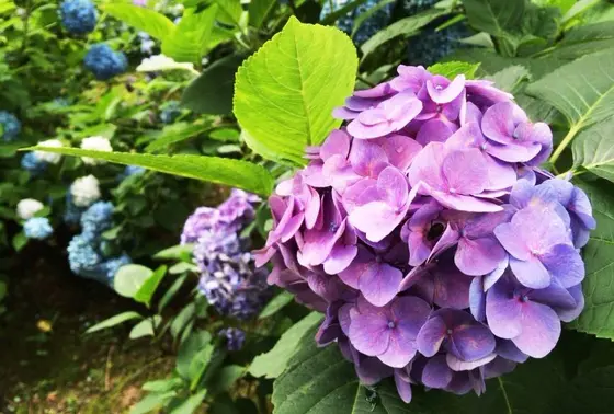 見事に咲いた紫陽花が見頃