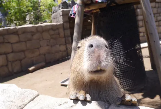 カピバラ