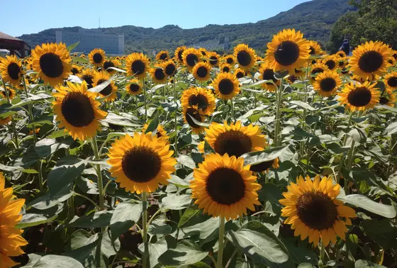 季節のお花たち