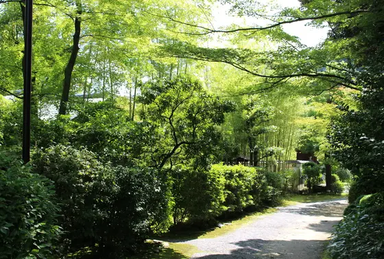 茶室へ続く道