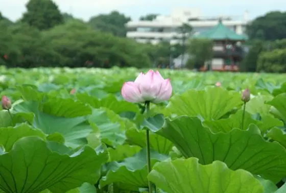 蓮池