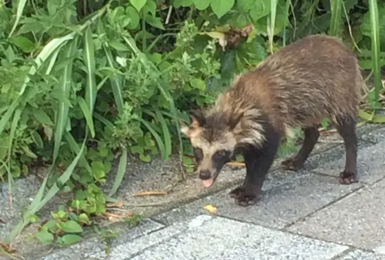 野生のタヌキを発見！