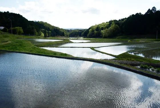 美しい棚田