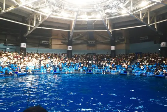 イルカのショー