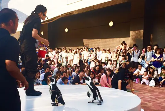 ペンギンのショー