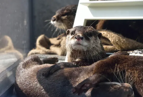 カワウソ握手