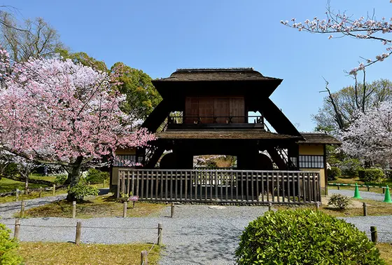 四季折々の花