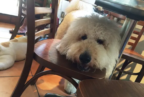 いきなりワンコがご挨拶！