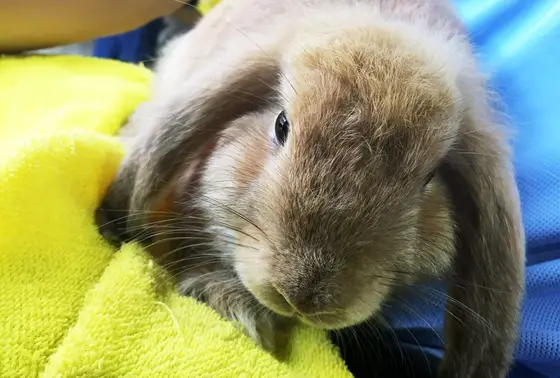 うさぎだっこ