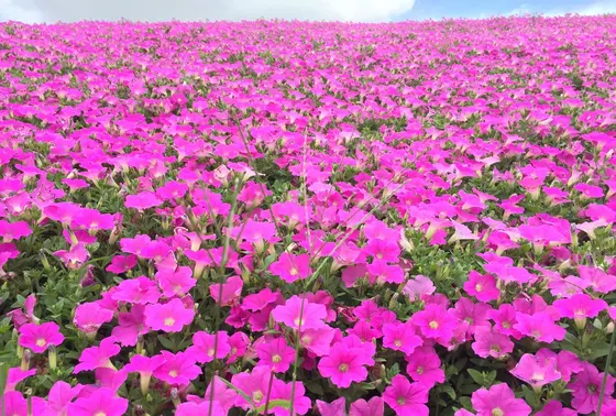 ペチュニアの花畑