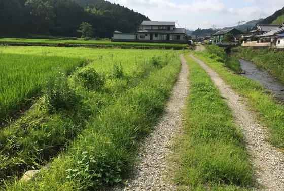 田んぼ