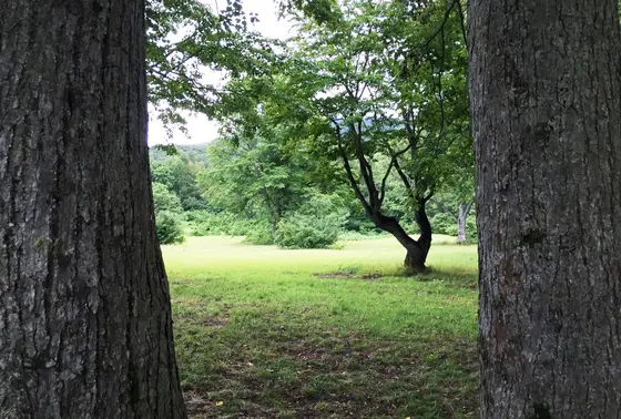 木に抱きついて