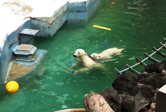シロクマの赤ちゃん