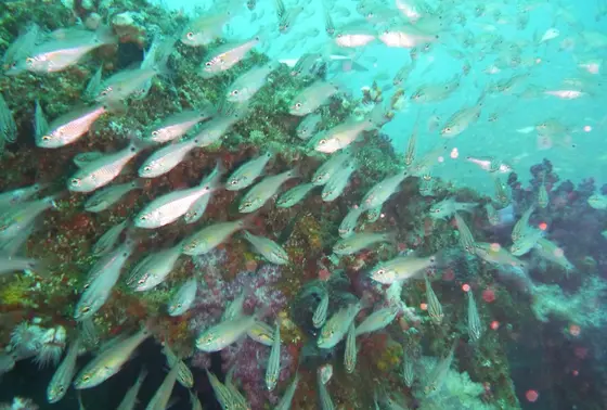 とにかく生物豊富な海です。