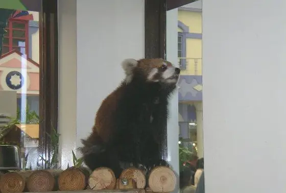 レッサーパンダくんがお出迎え