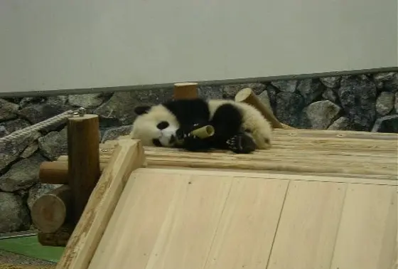 赤ちゃんパンダのお昼寝