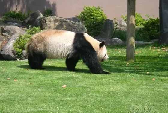 パンダが動き回ってます