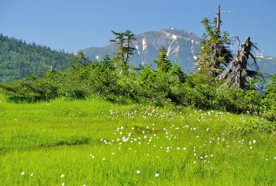 わたすげが迎えてくれる！