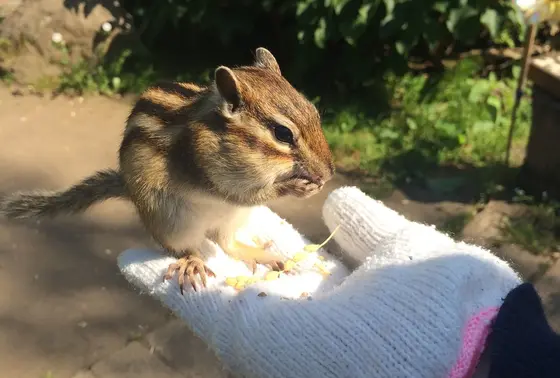リスにもエサの好みがあるよ