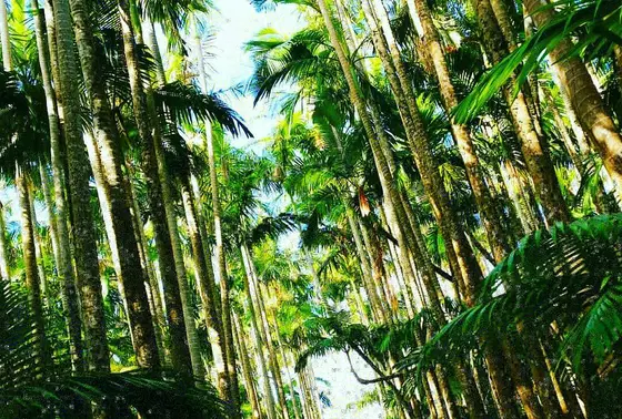 ユスラハシ並木